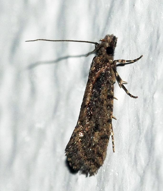 Gelechiidae spec. seen on Crete on 26-09-2012